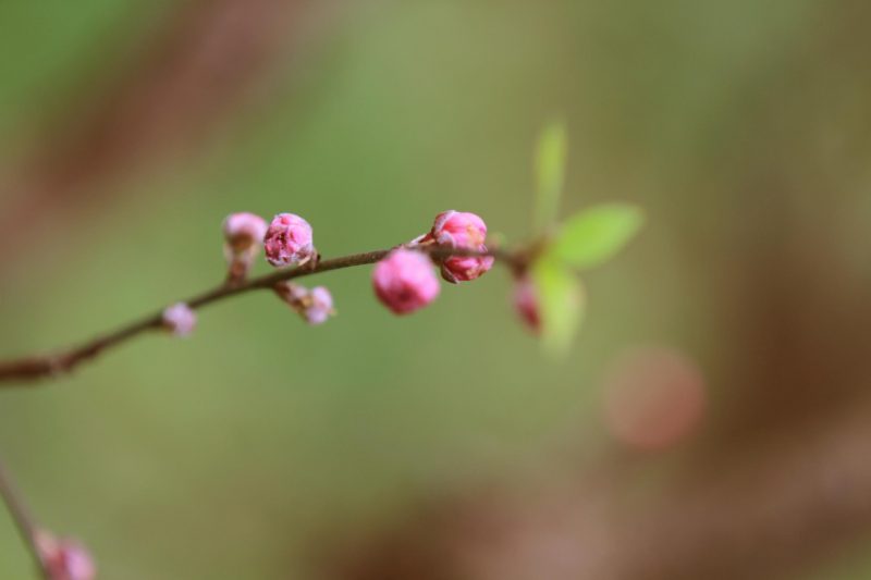 808d94f0db4b11e4849f19642daa4736